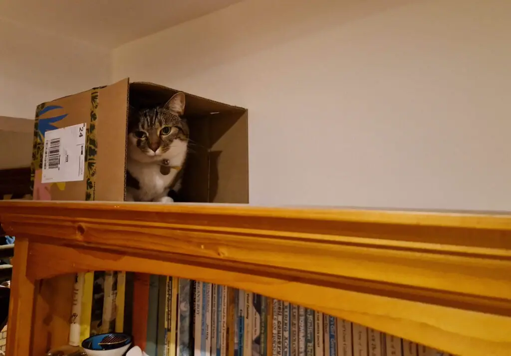 A tabby and white cat sits in a cardboard box on top of a bookcase