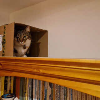 A tabby and white cat sits in a cardboard box on top of a bookcase