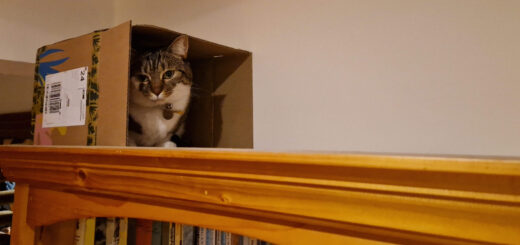 A tabby and white cat sits in a cardboard box on top of a bookcase