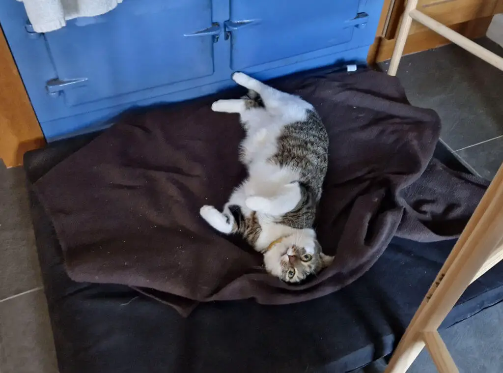 A tabby and white cat lying on a brown fleece blanket on a black dog bed in front of a blue Aga oven