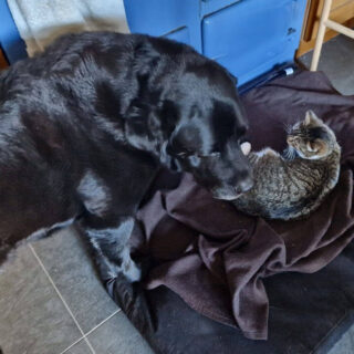 A black dog inspects a tabby and white cat lying on his bed in front of a blue Aga oven