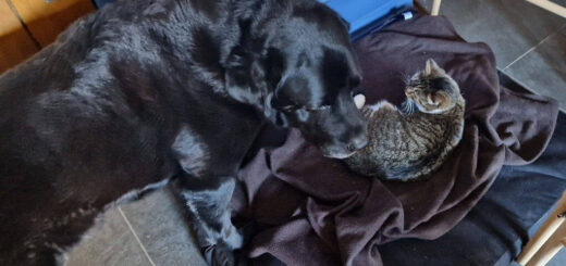 A black dog inspects a tabby and white cat lying on his bed in front of a blue Aga oven