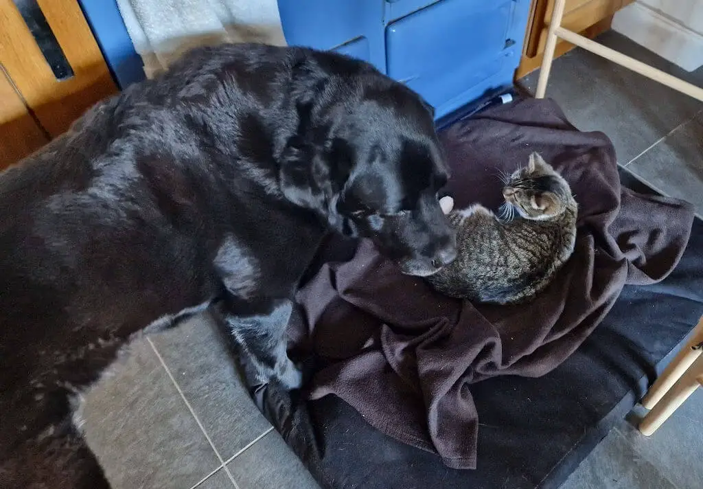 A black dog inspects a tabby and white cat lying on his bed in front of a blue Aga oven