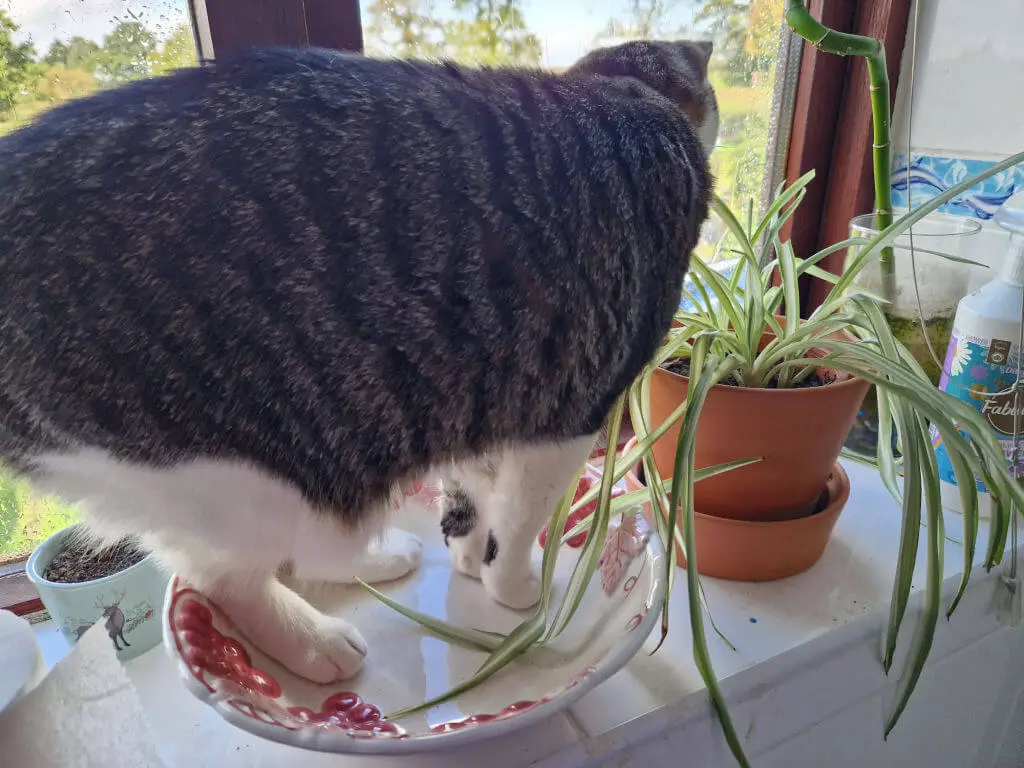 A tabby and white cat stands in a decorative dish on a windowsill