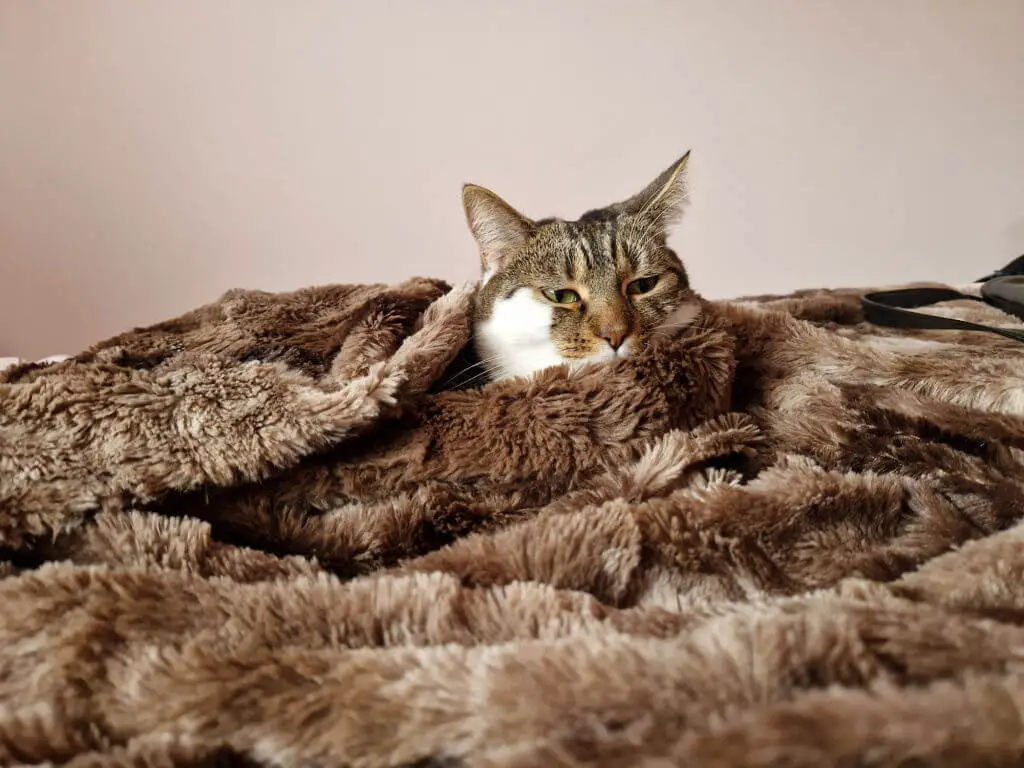 A tabby and white cat wrapped up in a faux fur blanket
