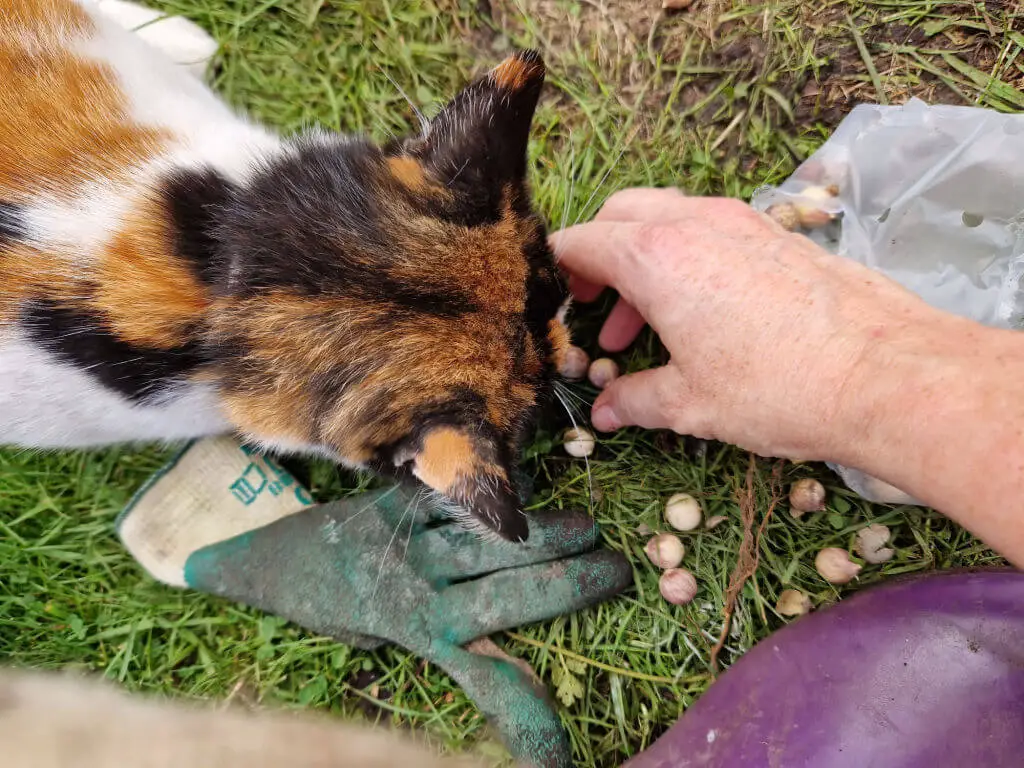 A calico cat is looking at some bulbs dropped on the grass