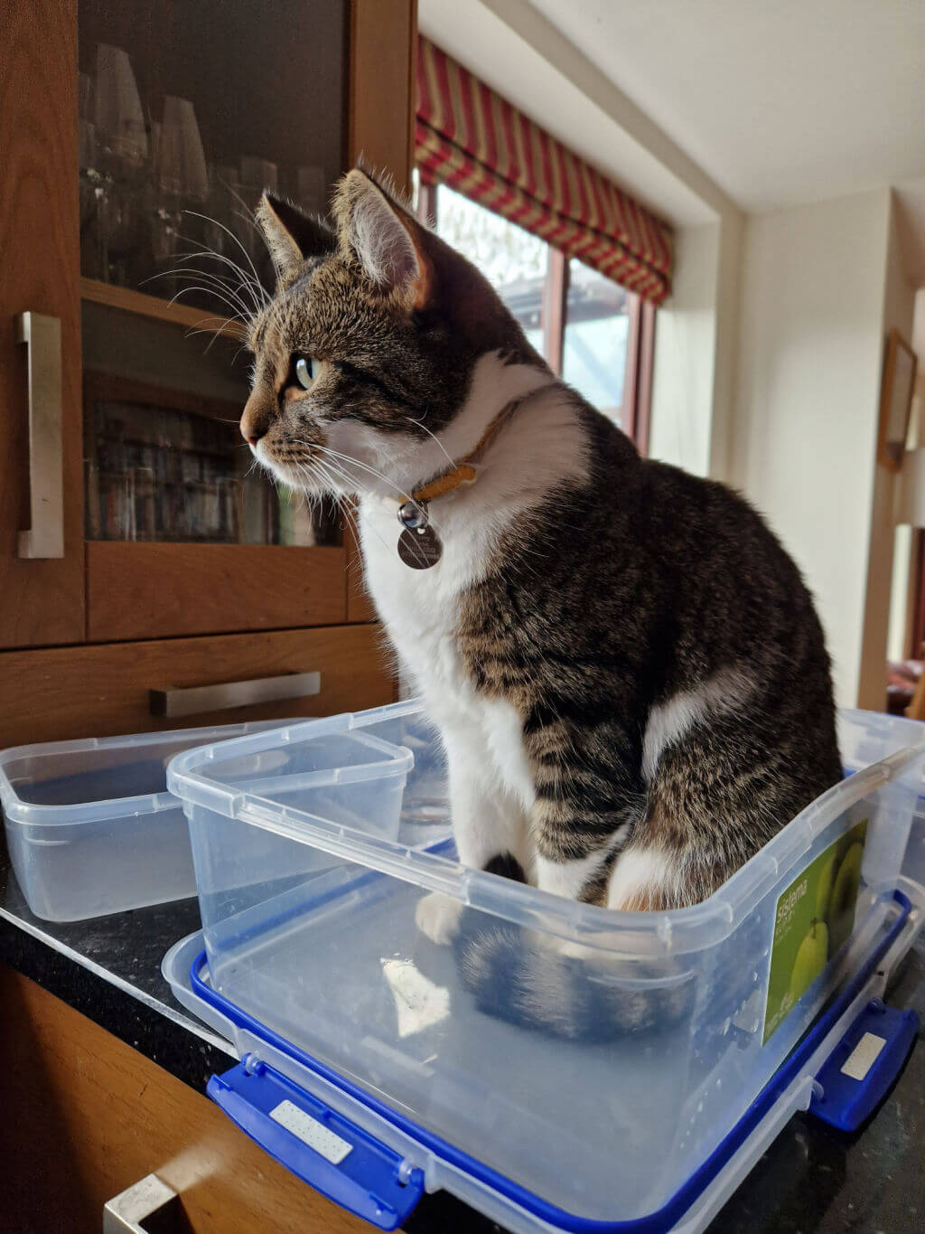 A tabby and white cat is sitting in a plastic food storage container