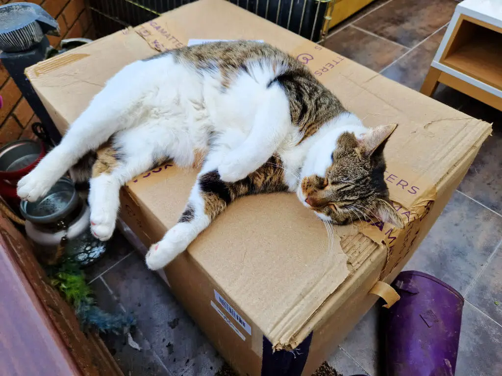 A tabby and white cat is asleep on a large cardboard box