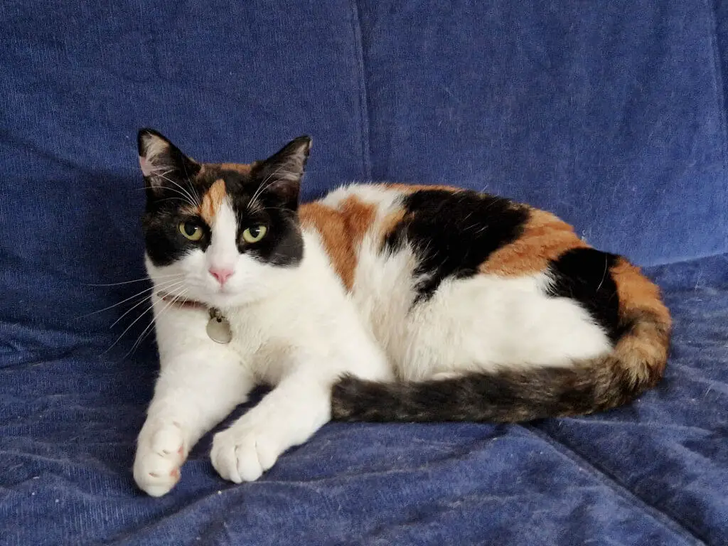 A white, black and ginger cat lying on a blue sofa