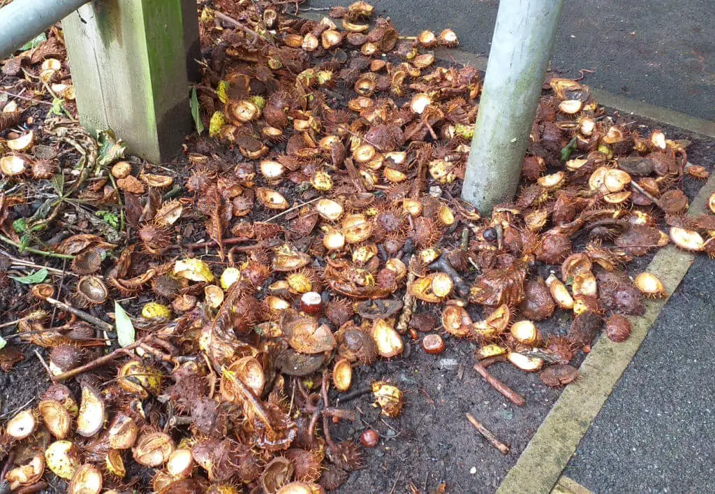 Spiky horse chestnut cases on a footpath 