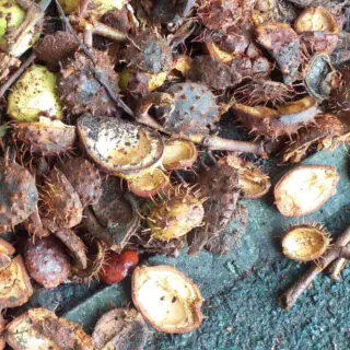 Spiky horse chestnut cases on a footpath