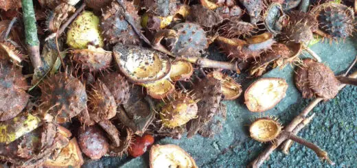 Spiky horse chestnut cases on a footpath