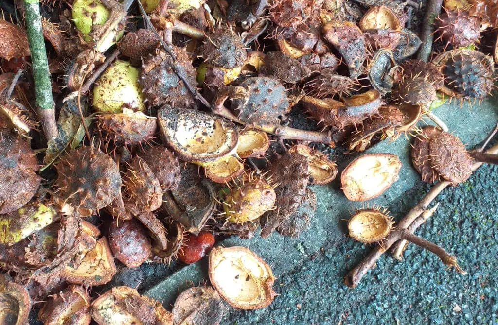 Spiky horse chestnut cases on a footpath