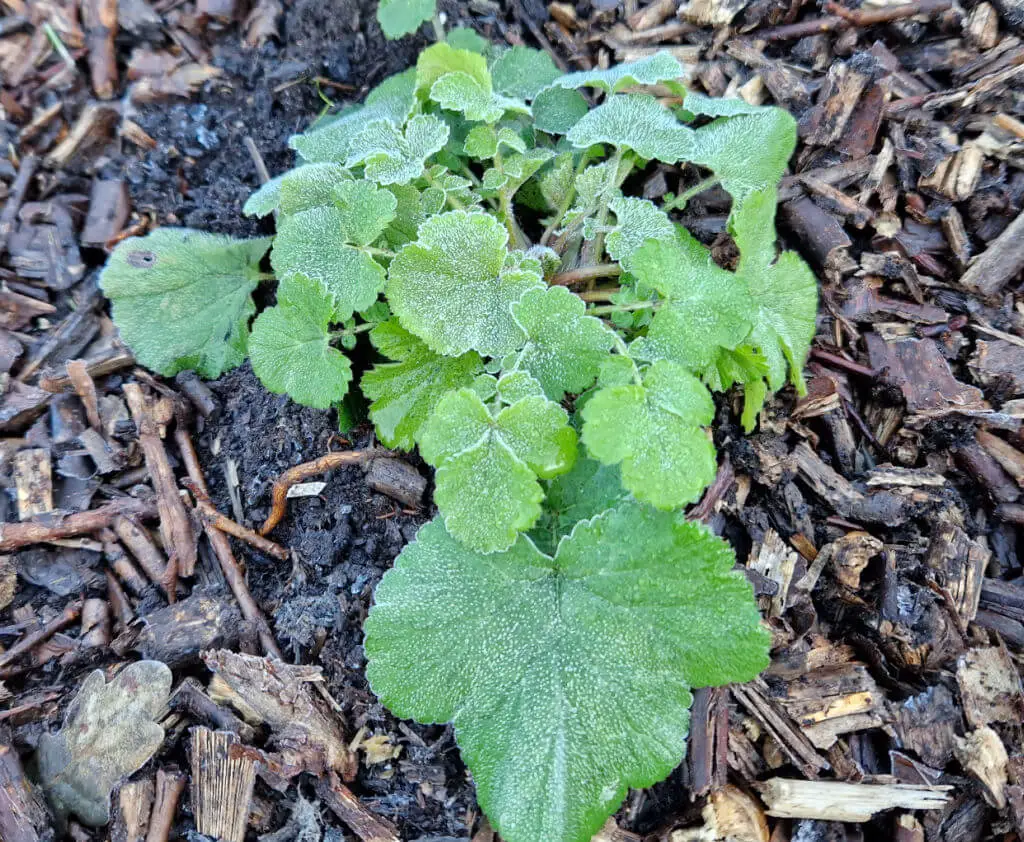 Frosty green leaves