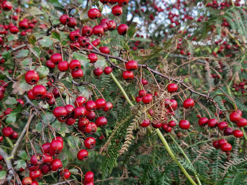 A close up of red hawthorn berries