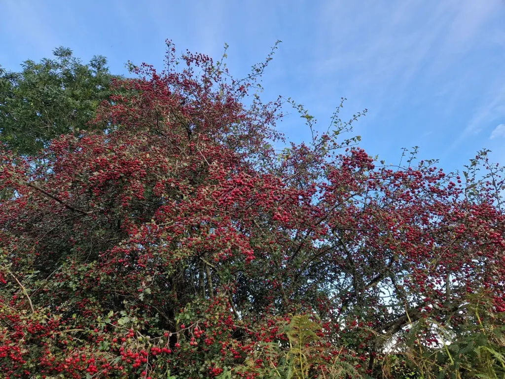 A hawthorn bush full of red berries against a blue sky