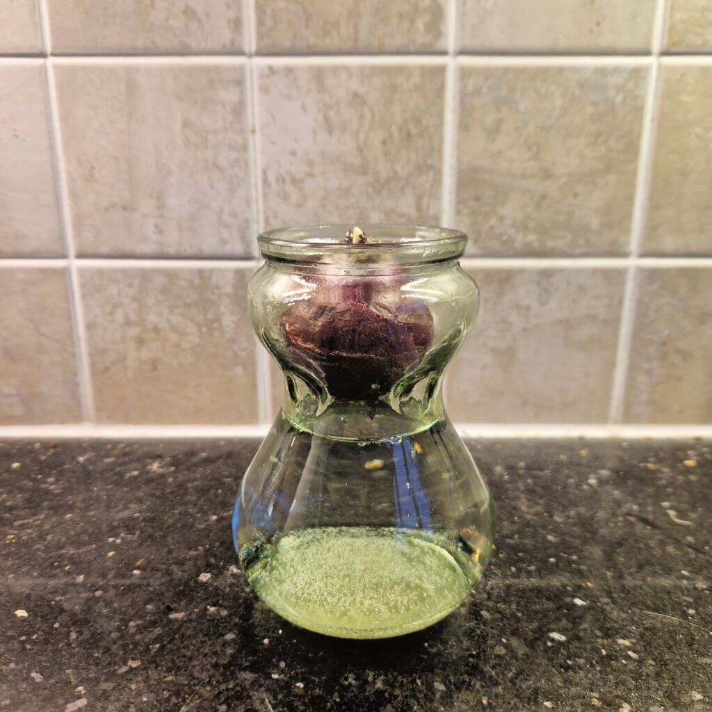 A purple hyacinth bulb resting in a specially-made bulb glass