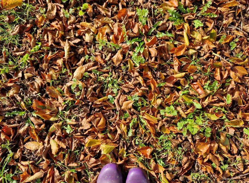 Leaves in shades of brown and green on the ground.  Purple wellies for context