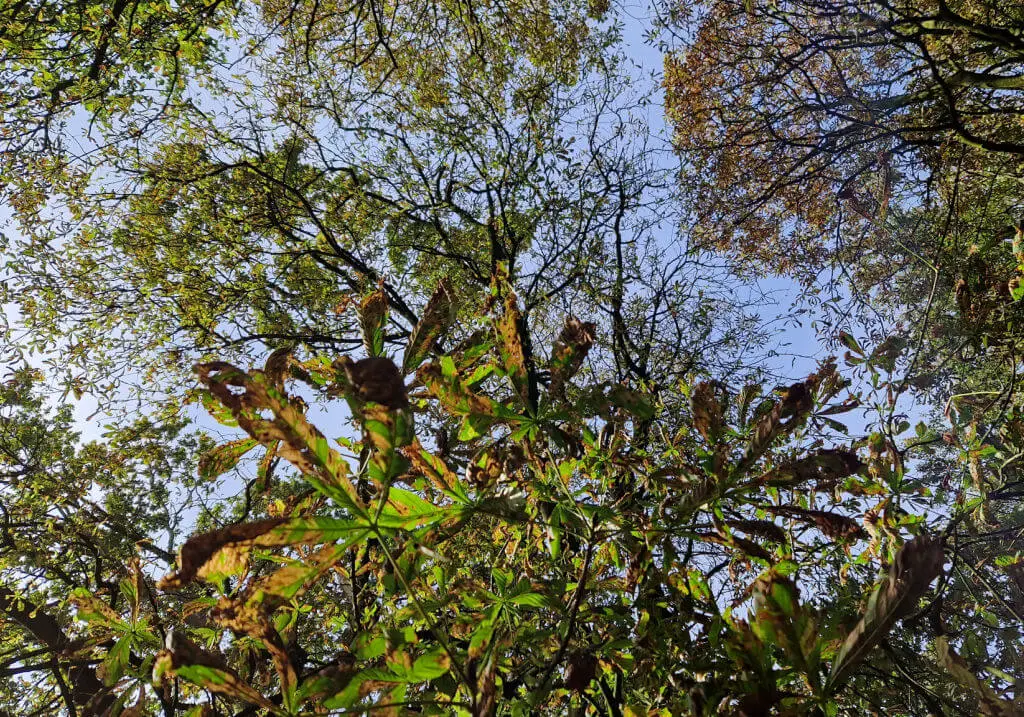 Looking up to blue sky through autumn leaves on trees