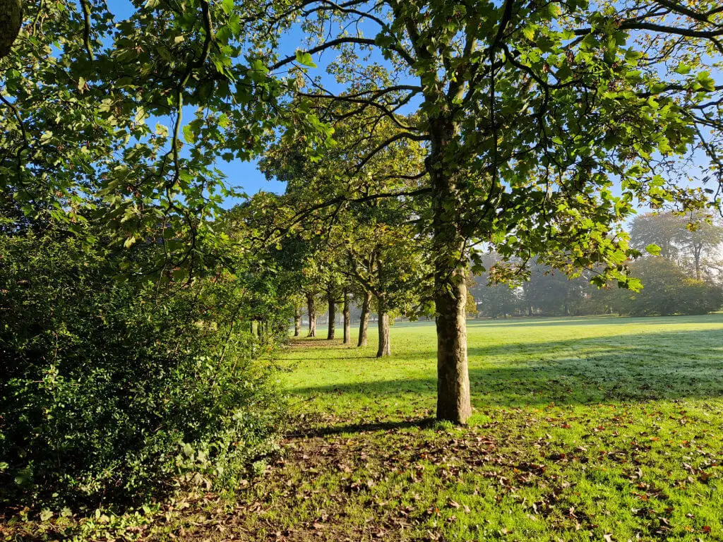 A line of trees inviting the viewer to walk between them
