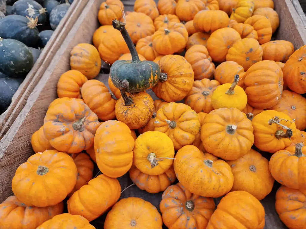 Small orange Munchkin pumpkins piled in a box