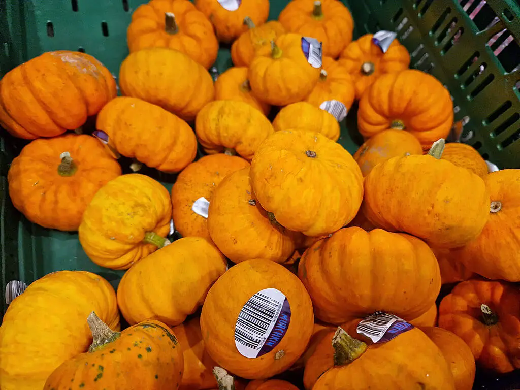 A green plastic crate filled with small orange pumpkins
