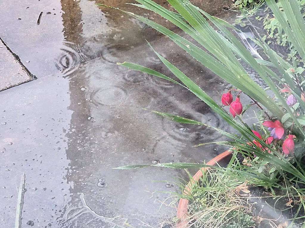 Rain falling into a puddle