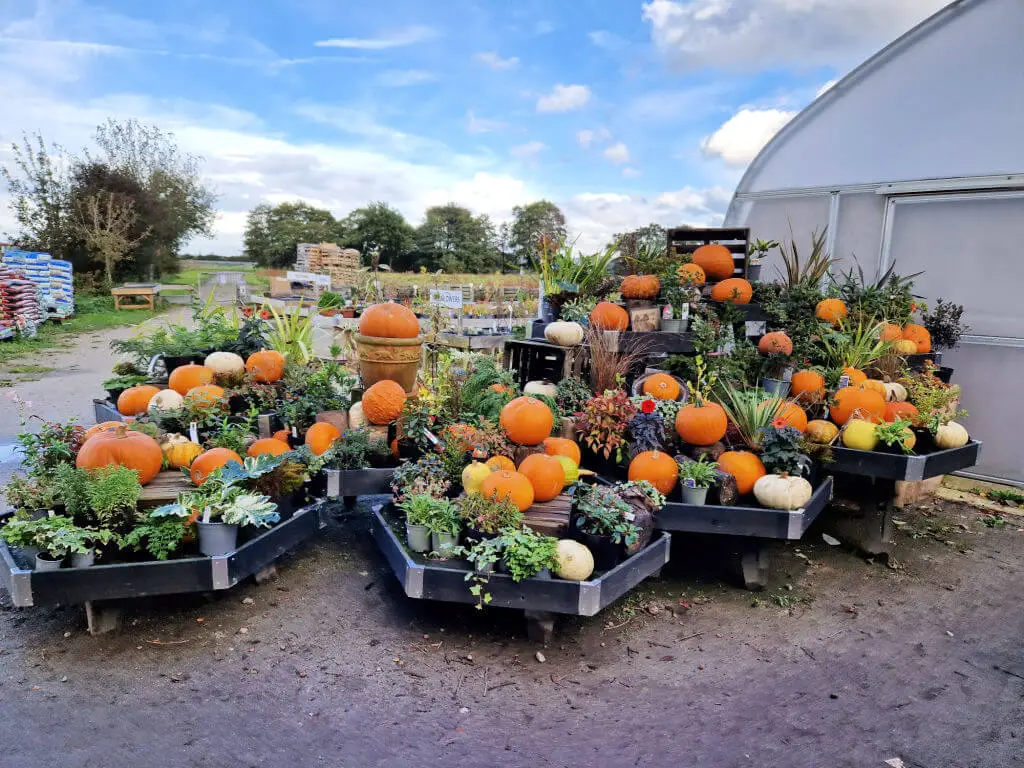 A large display of pumpkins and gourds outside a polytunnel at a farm shop