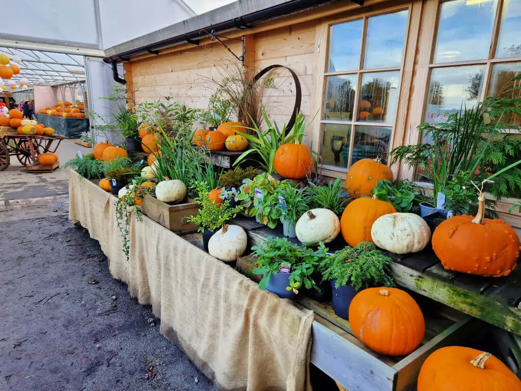 A large display of orange and white pumpkins at a farm shop
