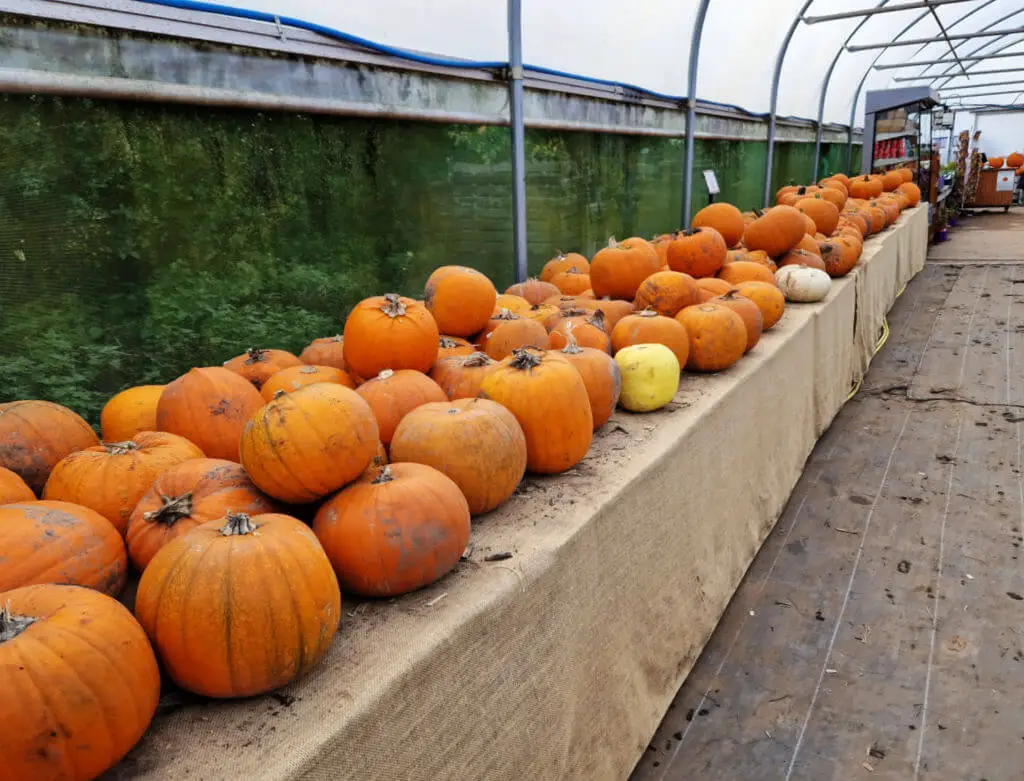 A long table disappearing into the distance filled with orange pumpkins