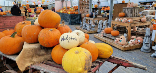 An old-fashioned wooden hand cart piled high with pumpkins
