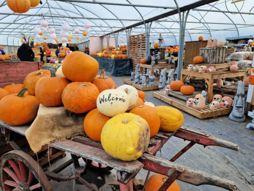 An old-fashioned wooden hand cart piled high with pumpkins