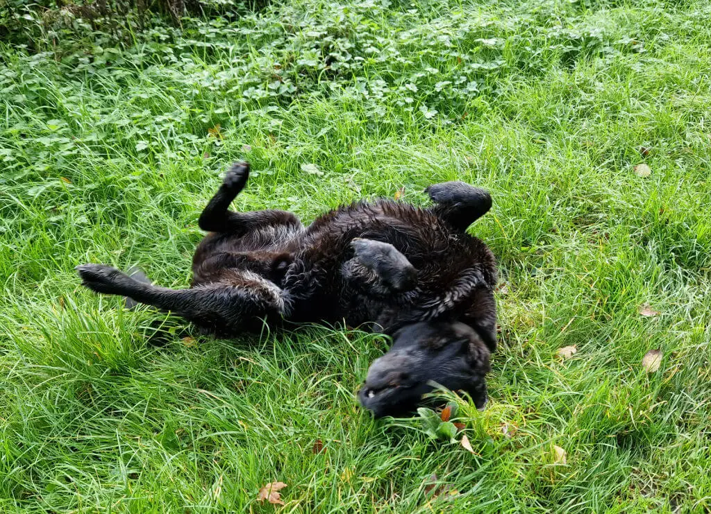 A black dog is rolling on the grass