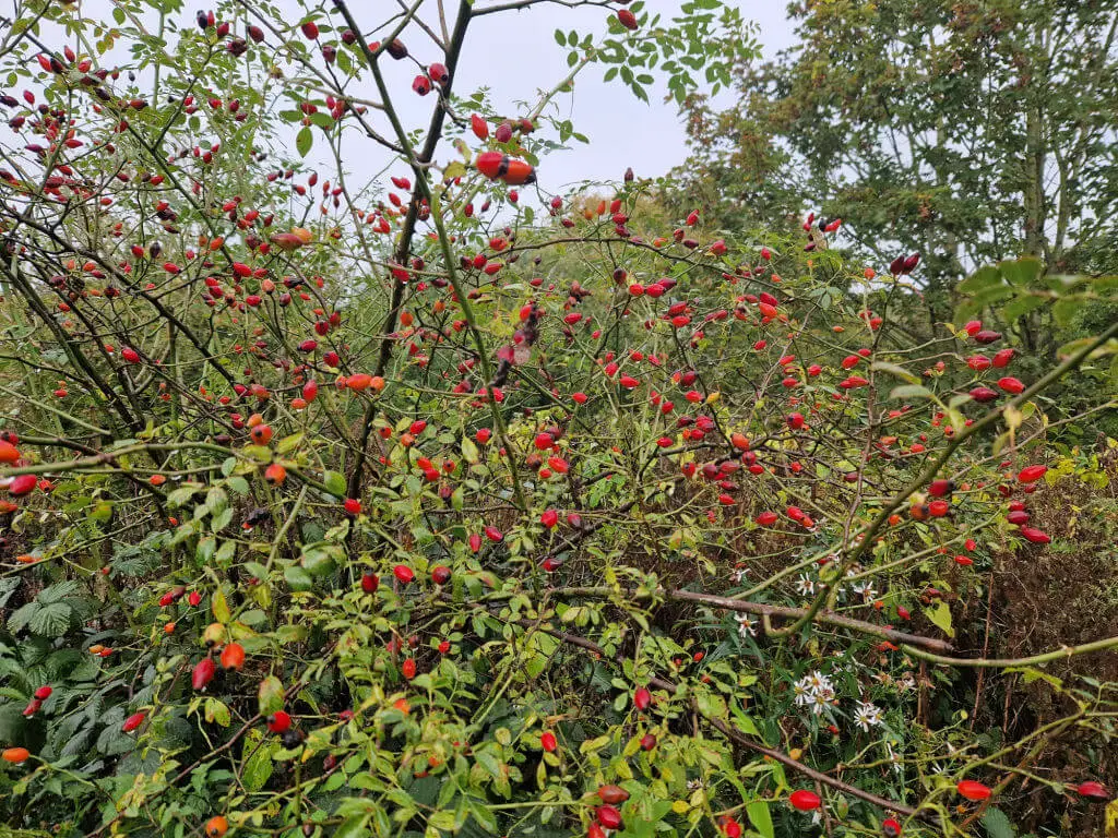 Bright red rosehips on a bush