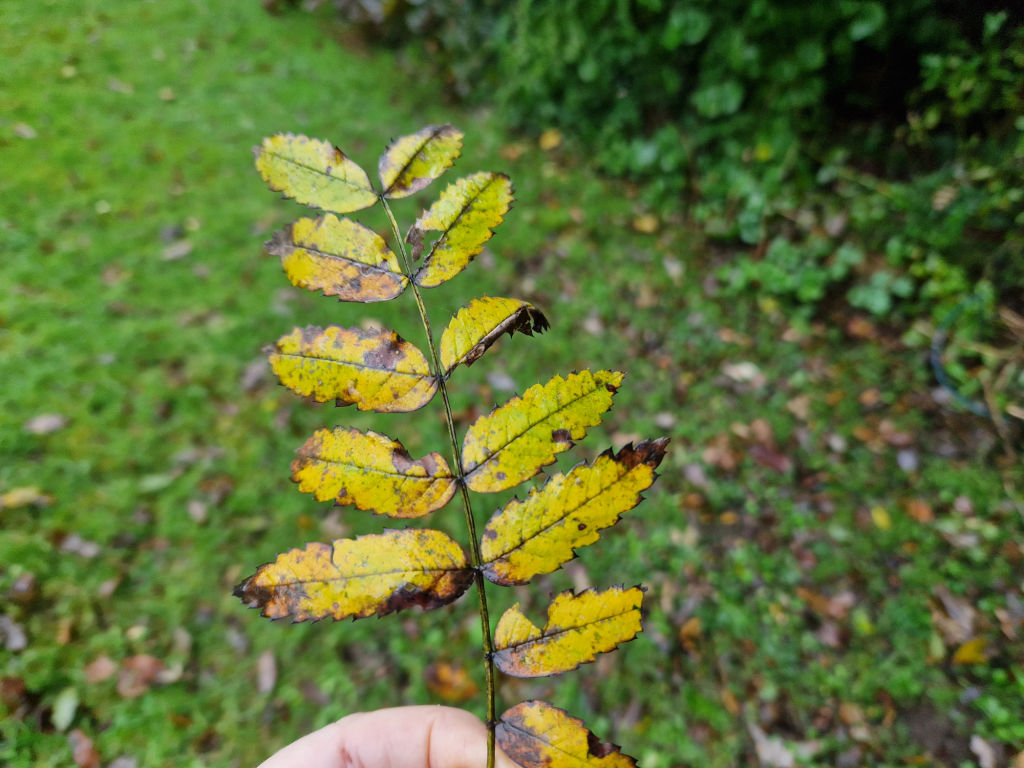 A yellow rowan tree leaf which has fallen from the tree