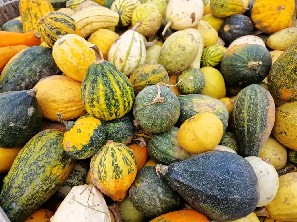 Small goourds and squashes of various colours piled in a box 