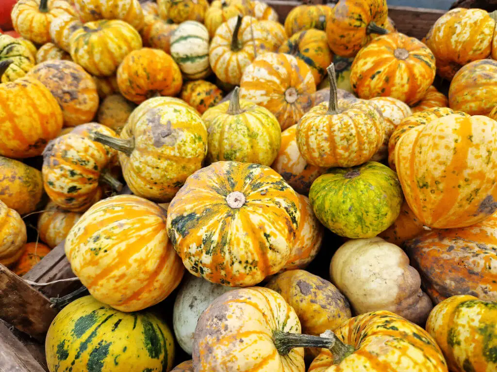 Small striped pumpkins piled in a box