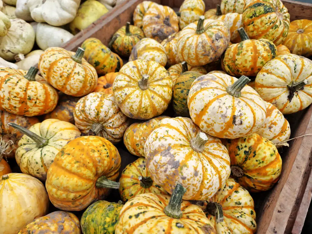 Small striped pumpkins piled in a box