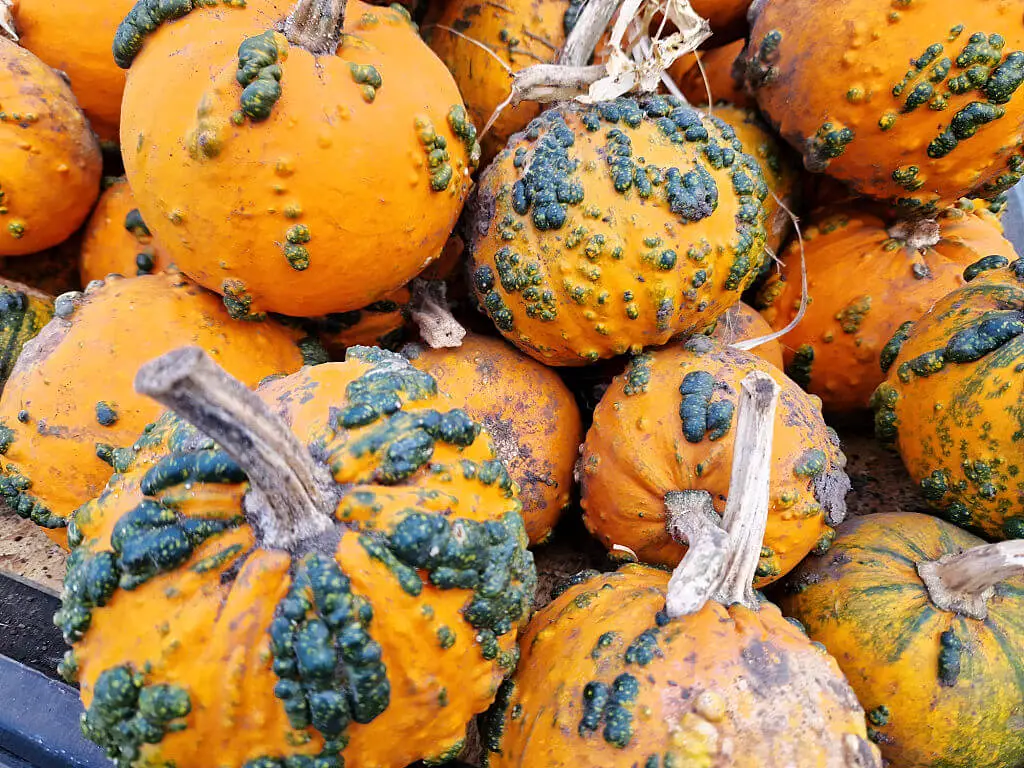 Small orange pumpkins with green knobbly lumps on them piled in a box
