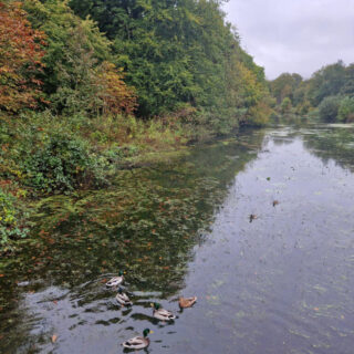 Autumn leaves on the trees next to a canal. There are ducks in the water