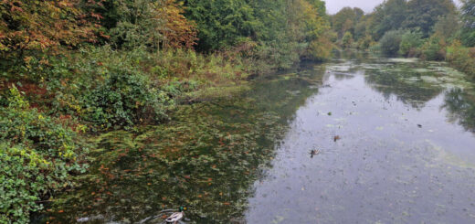 Autumn leaves on the trees next to a canal. There are ducks in the water