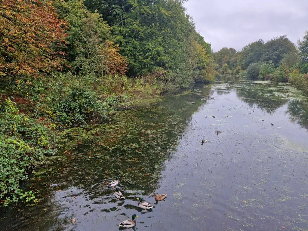 Autumn leaves on the trees next to a canal. There are ducks in the water