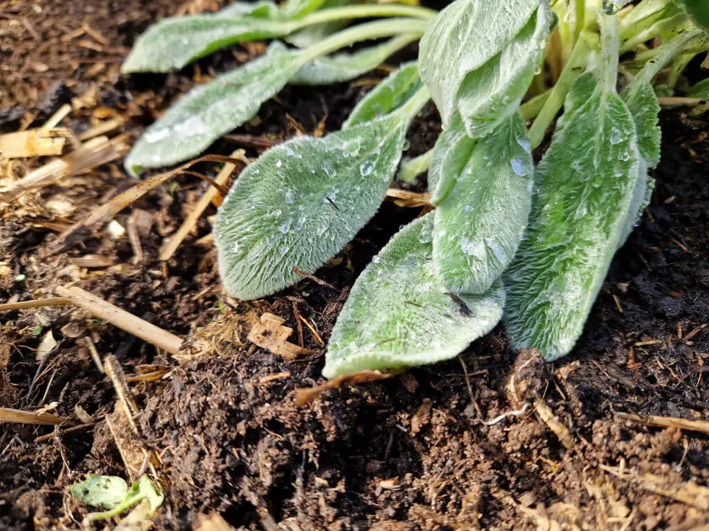 Droplets of water on furry silver Stachys leaves