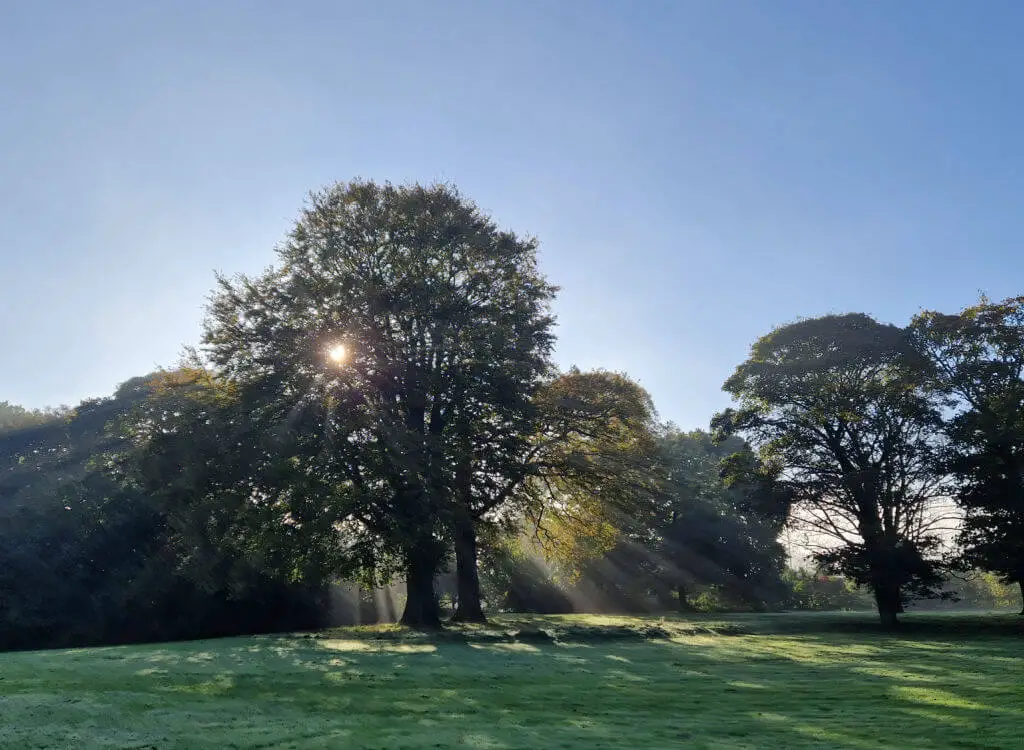 Sunlight through tree branches