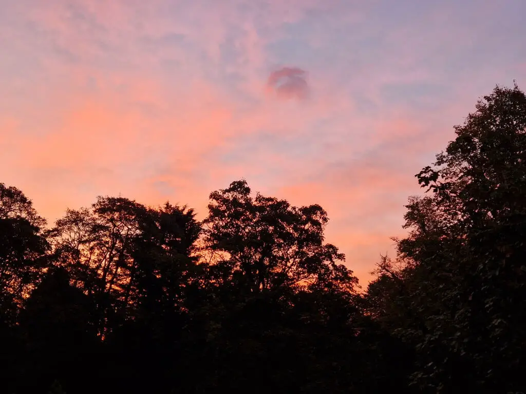 A pink sunrise sky above the black silhouettes of trees