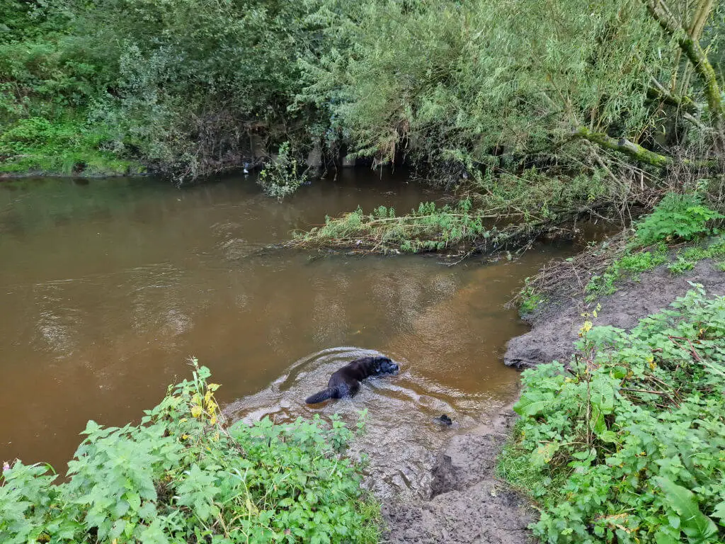 A black dog swimming in water
