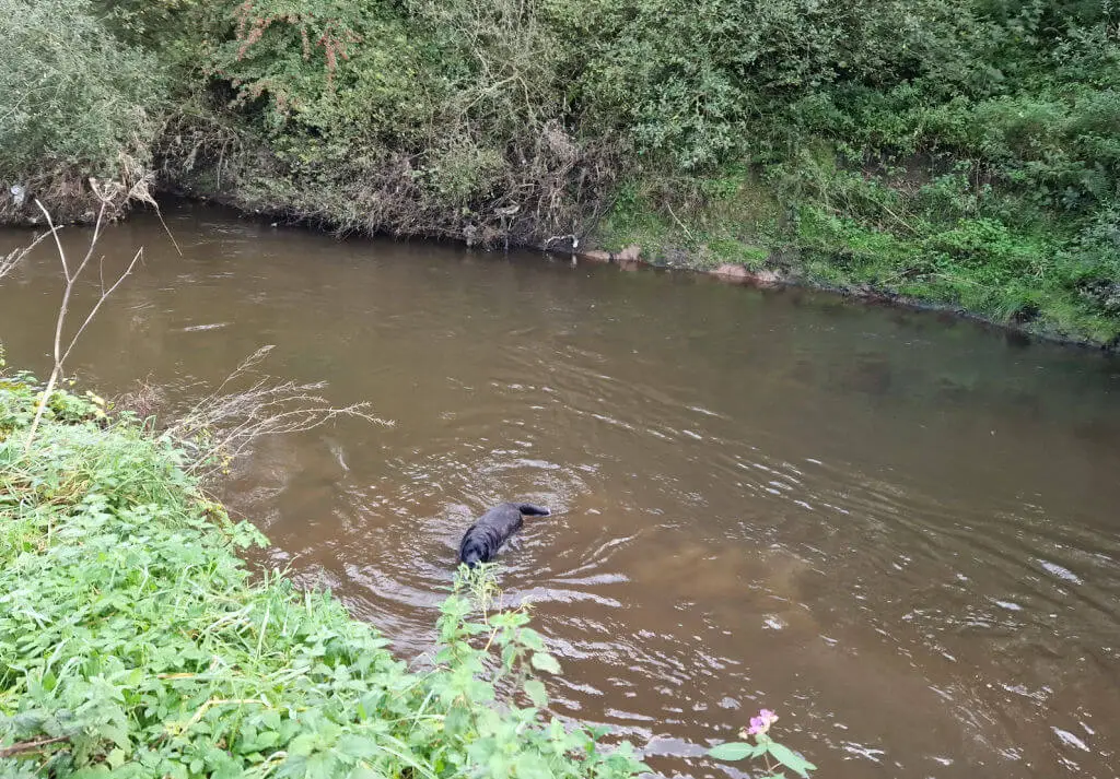 A black dog swimming in water