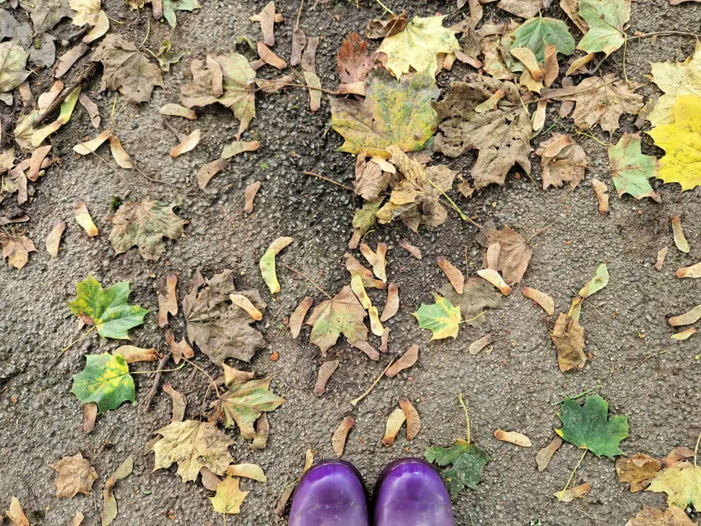 Autumn leaves and sycamore keys on the ground.  Purple wellies for context