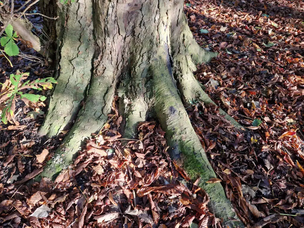 Tree roots anchoring the tree to the ground