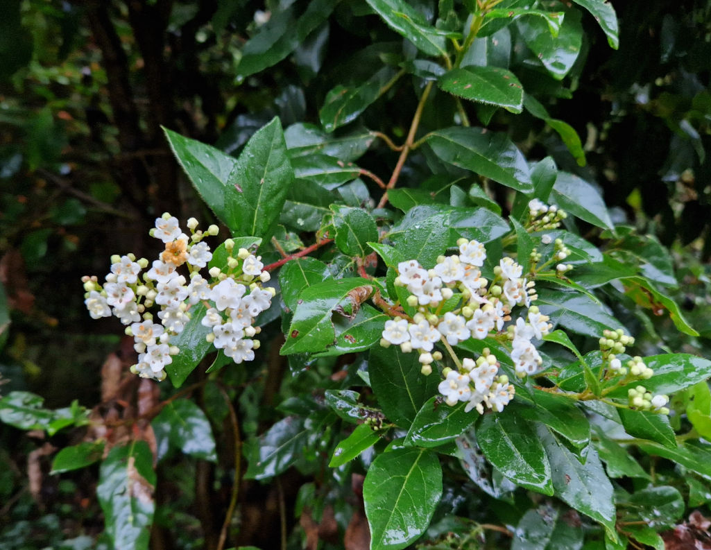 White flowers against green leaves
